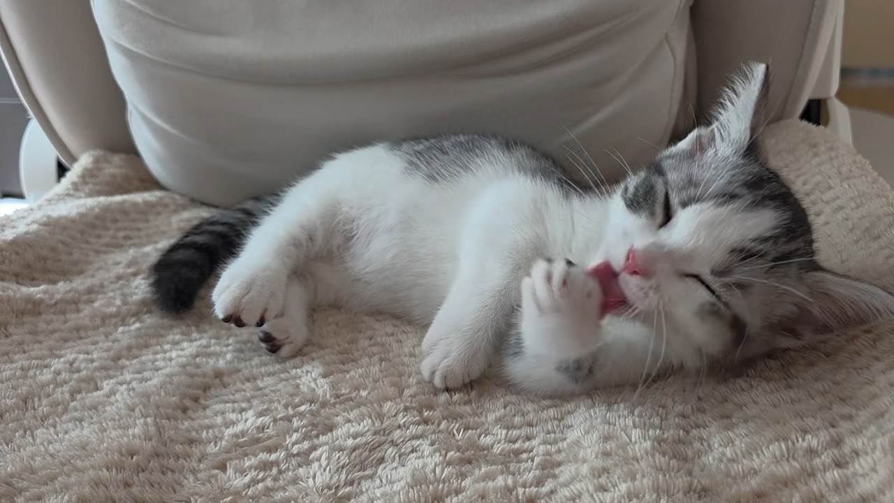 보고 있으면 힐링되는 귀여운 아기고양이 세수