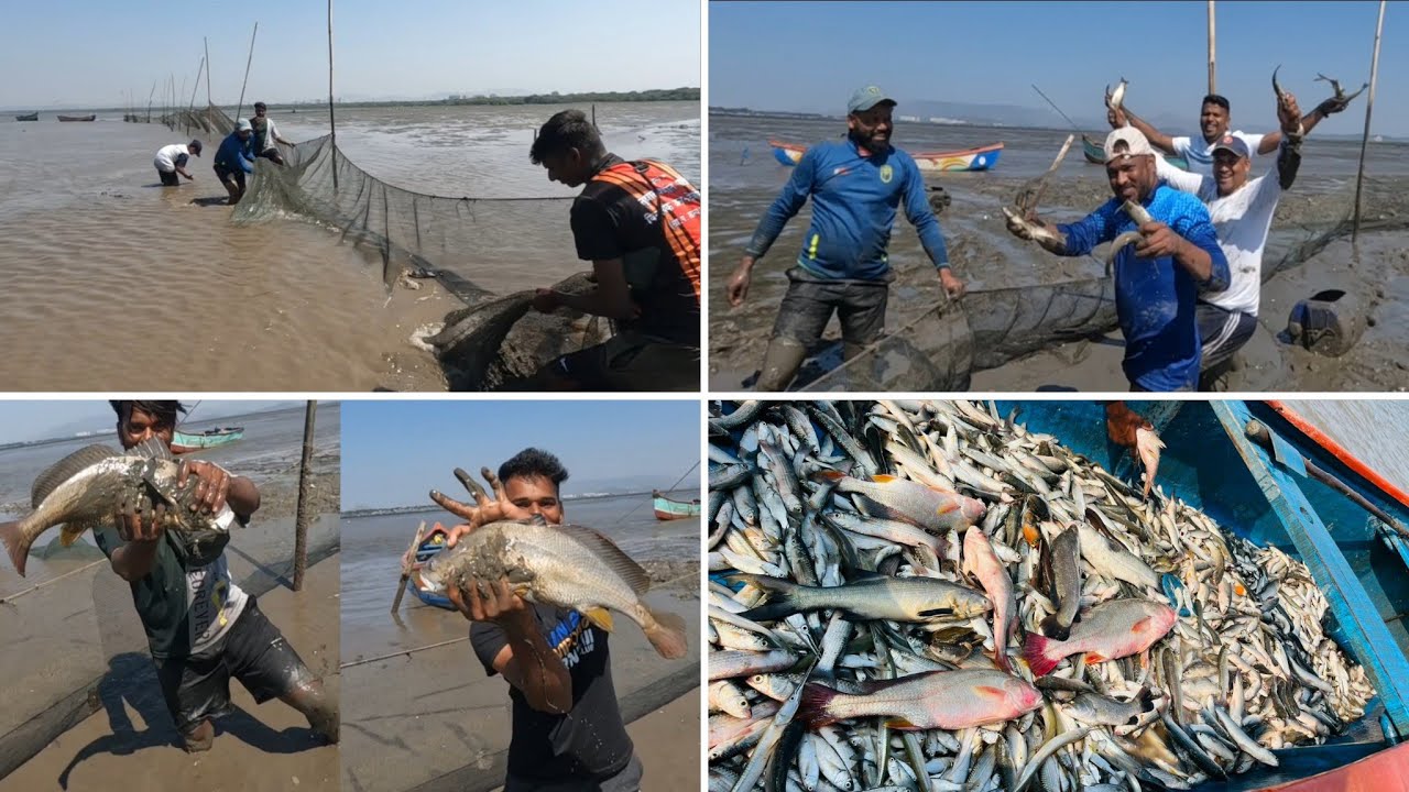 खाडी मध्ये केली वाणा मासेमारी भेटले मिक्स मासे. Treditional fishing.Indian fishing @Akashbhoir-7444
