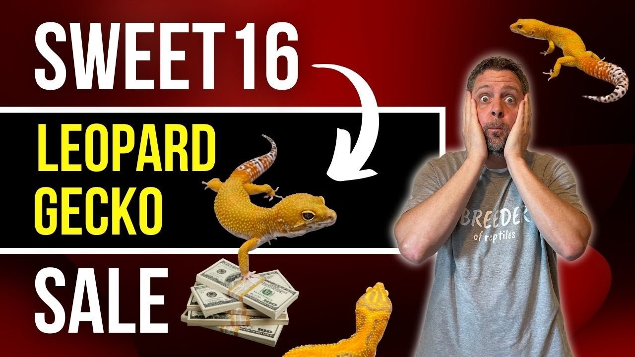 Sweet 16 Leopard Gecko Sale