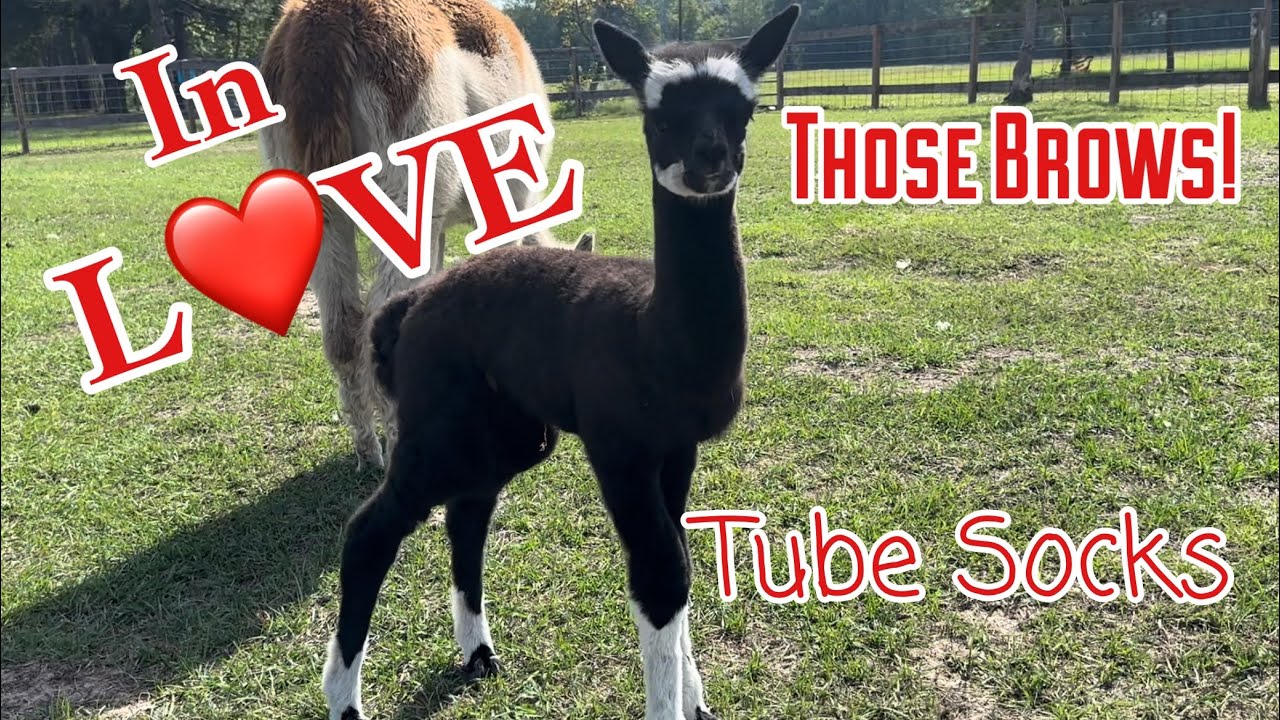 A Brand New Baby Alpaca With a Brand New Name