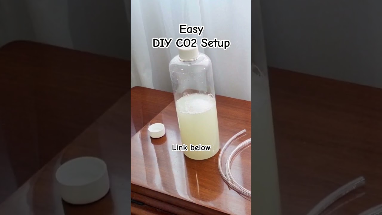 Easy DIY CO2 for planted tank aquarium - One Bottle Method #aquarium #plantedtank #betta