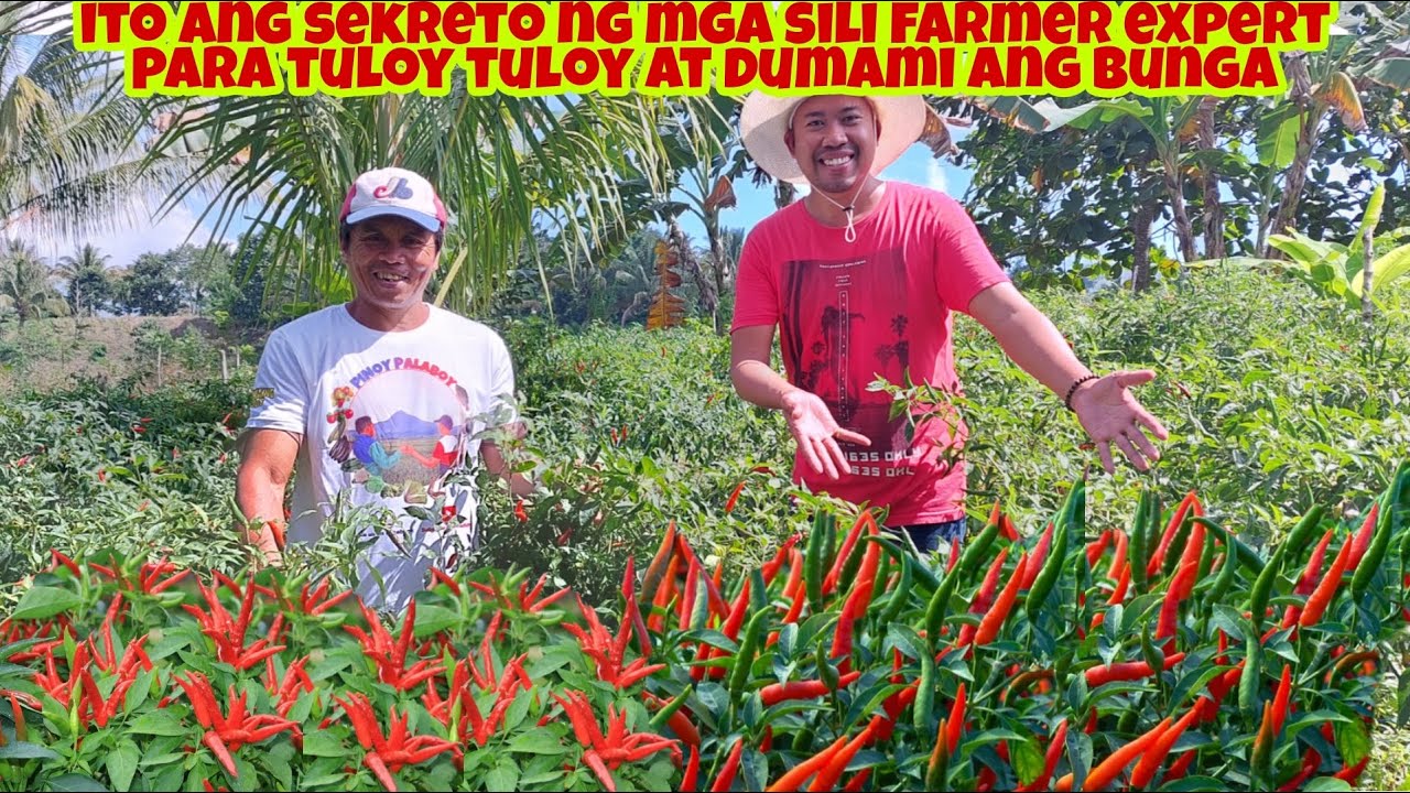 Paano Mapanating Marami at Tuloy-tuloy ang Bunga ng Siling Labuyo | Expert Technique
