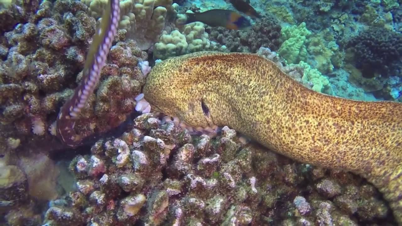 Moray Eel Eats Octopus