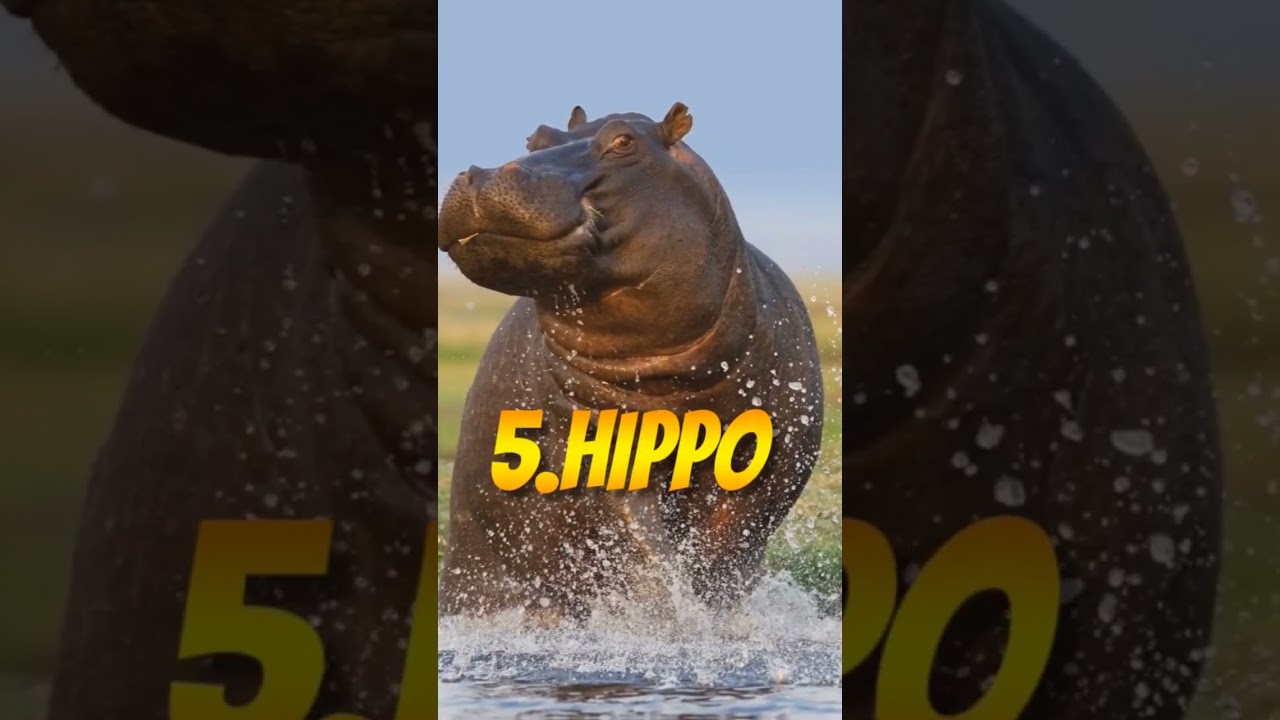 Top 10 strongest animal in World||