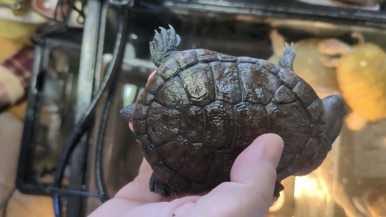 ライマンナガクビガメとマッコードナガクビガメのご紹介です😊
