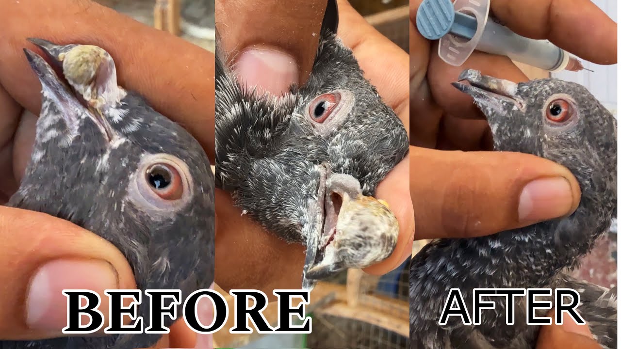 HOW TO CLEAR PIGEON POX | KABUTAR KA  ZEHAR BAAD KA ILAJ | PIGEON POX TREATMENT