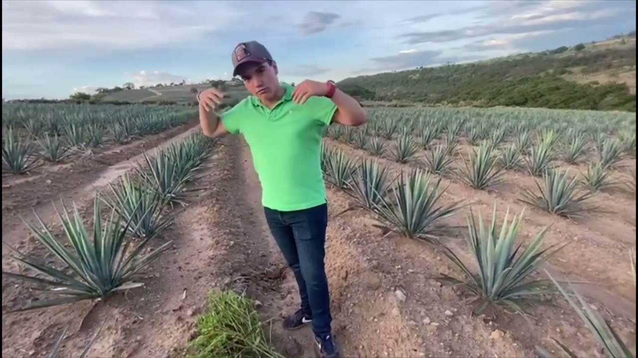 Cuidados principales del agave