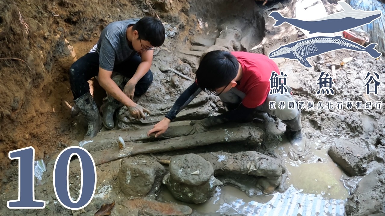 恆春鯨魚化石死亡的罪魁禍首現身!巨大肋骨提取遭遇空前困難!發掘「戰場」急遽擴大當中!《鯨魚谷:恆春頭溝鯨魚化石發掘紀行》第二季EP. 10:生命之源 Source of Life |方塊酥