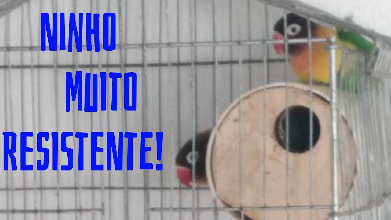 #FaçaVocêMesmo Como Fazer Ninho de Cano PVC Para Periquitos Australianos e Agapornis