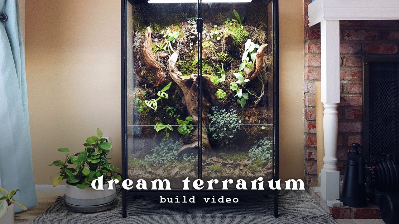 How I built my dream terrarium ✦