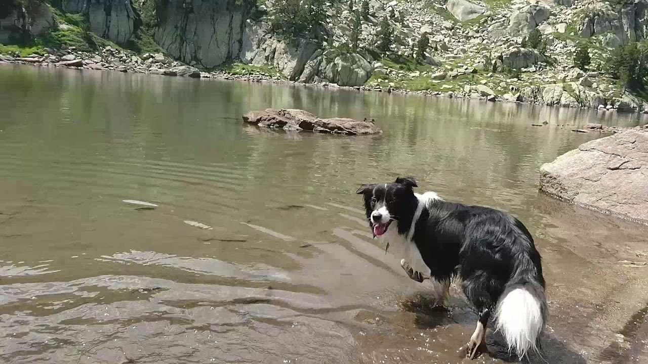 Border Collie Wallace Aigüestortes
