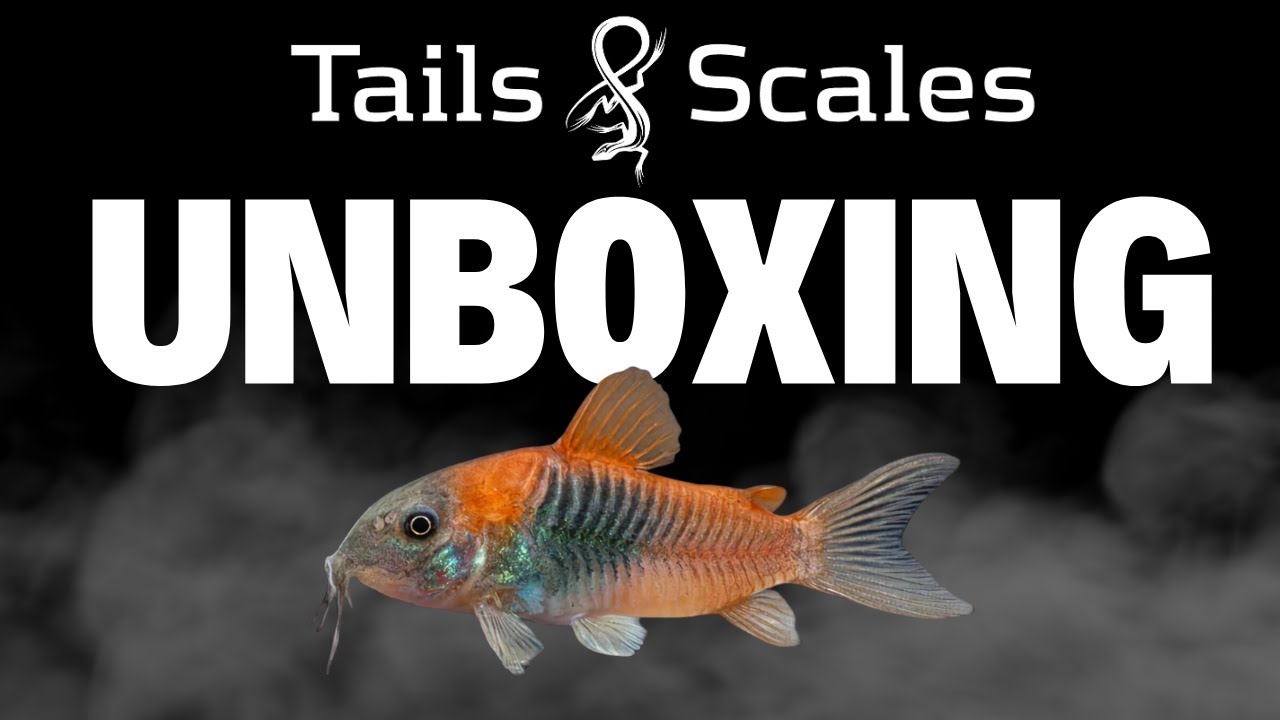 Fish Unboxing! Discus, Barbs, Guppies & More!