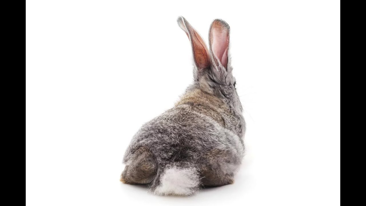 La queue du lapin révélée !