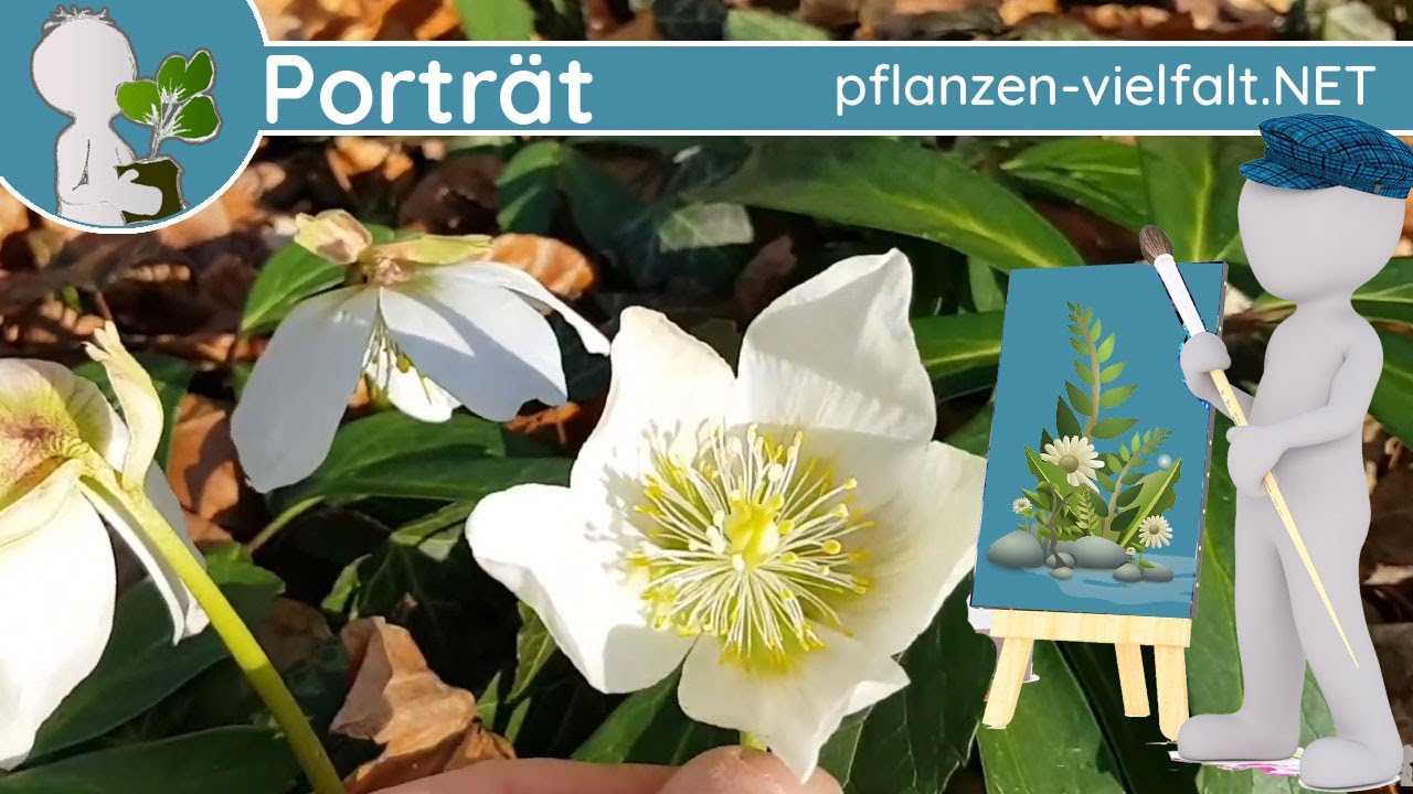 🖼️ Porträt 001 - 
