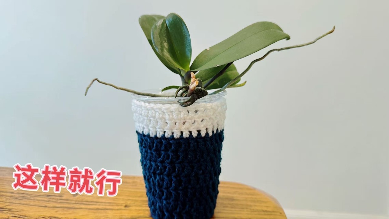 蝴蝶兰，这样就行，高芽长成后，可以欣赏，可以摘下【静姐说花】