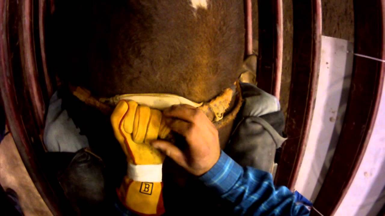 Bull riders and bullfighter wear a JonesCAM POV camera during Adirondack Stampede