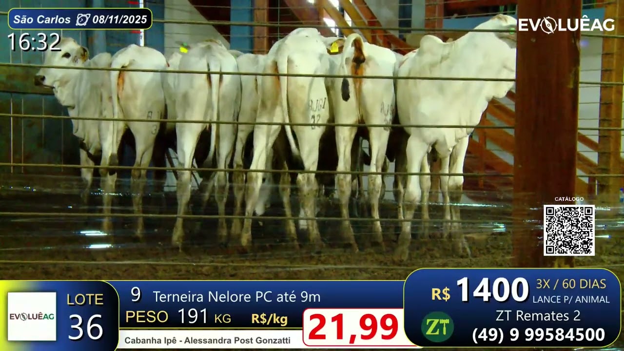 Lote 36 - S&atilde;o Carlos 08/11/25 | Cabanha Ip&ecirc;