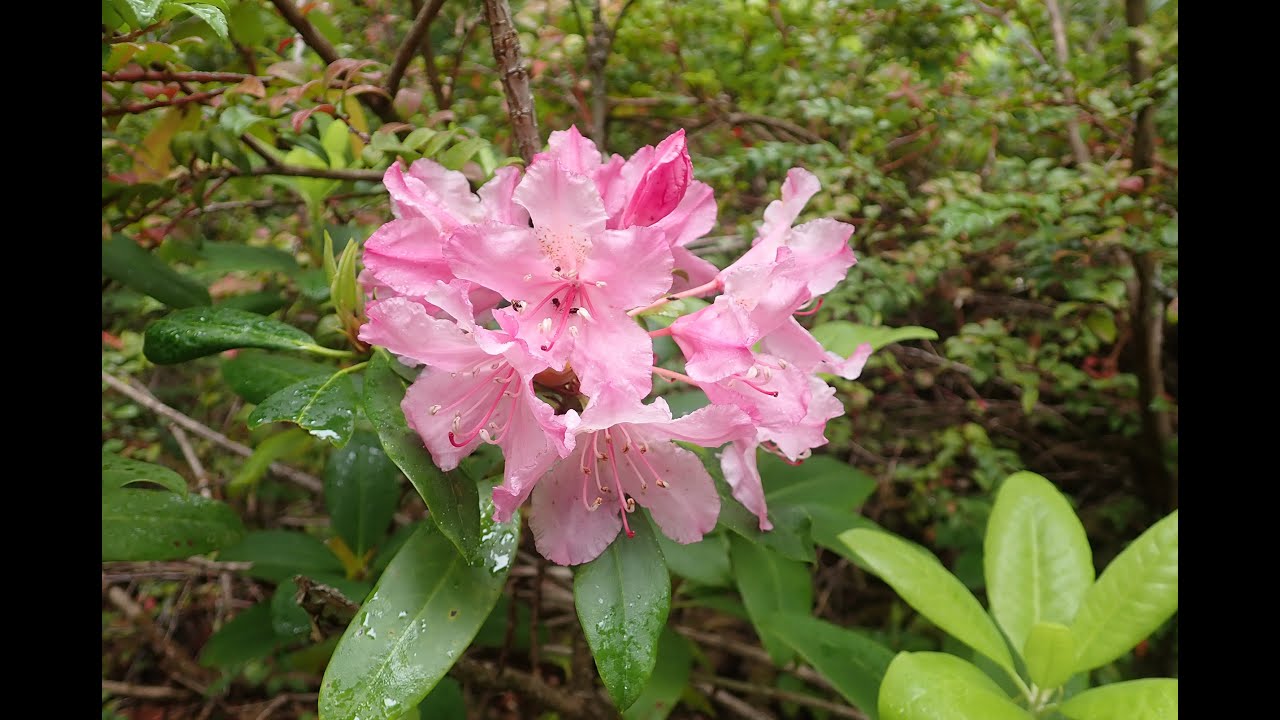 Rhododendron (Western labrador tea, California rhododendron, and California azalea)