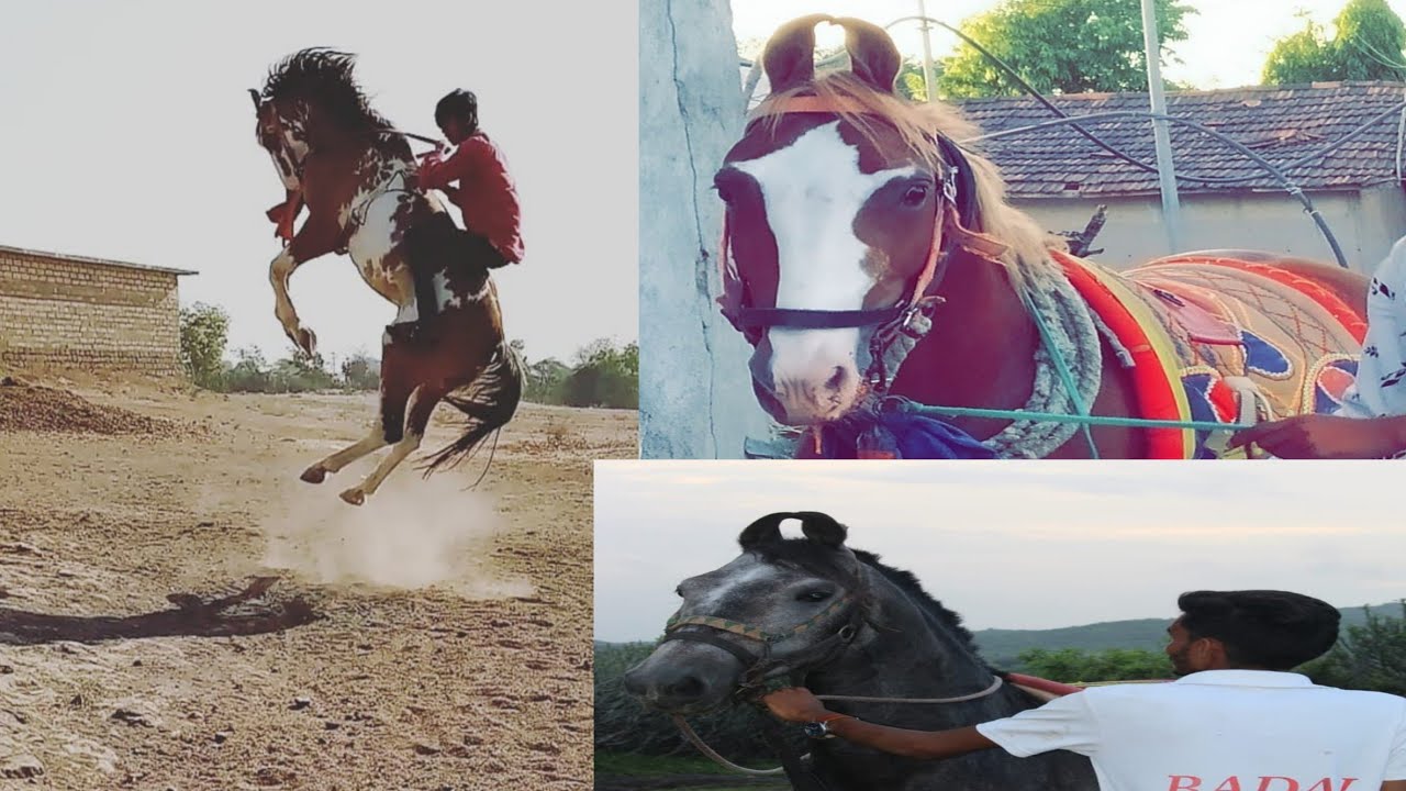 #kathiyavadi#horse#ghoda#fuleku#pavan#badal#ghodi kathiyavadi horse