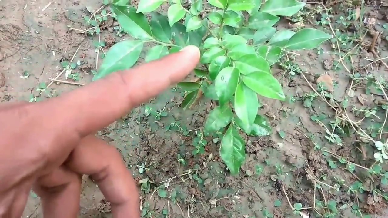 How to grow murraya plant || kunti plant|| kamini plant care and tips