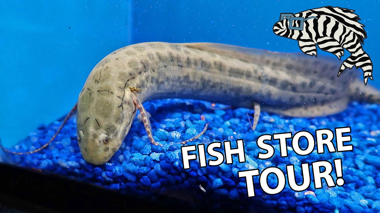 FISH STORE TOUR!! World of Pets
