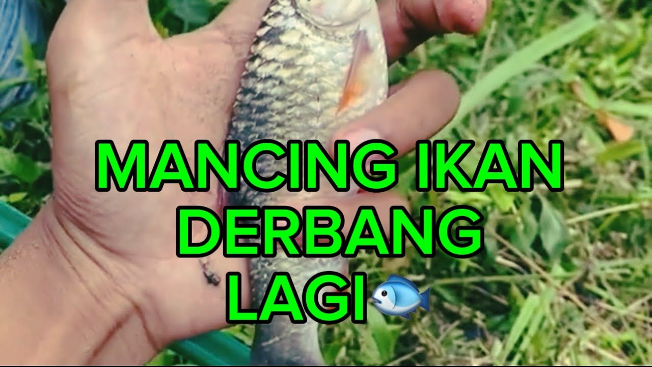 MANCING IKAN DERBANG LIAR! TONTON Sampe Selesai☺️❗️[Part 4]