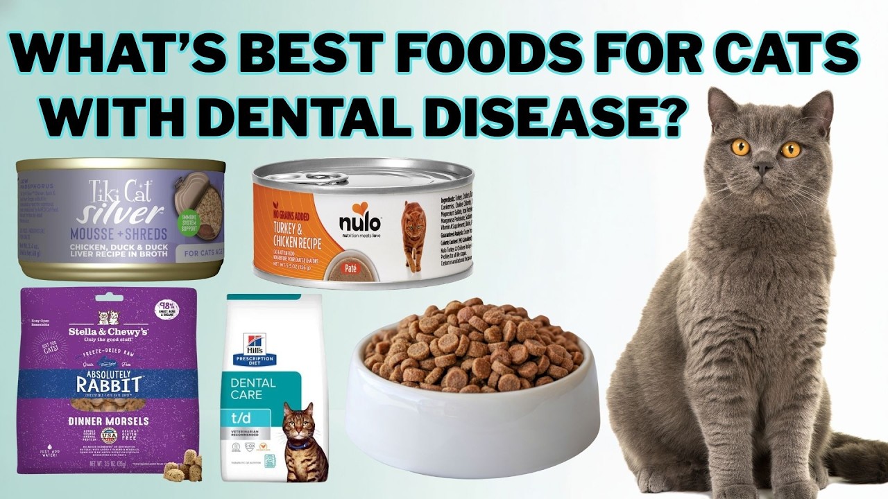 What’s Best Foods for Cats With Dental Disease? in 2026