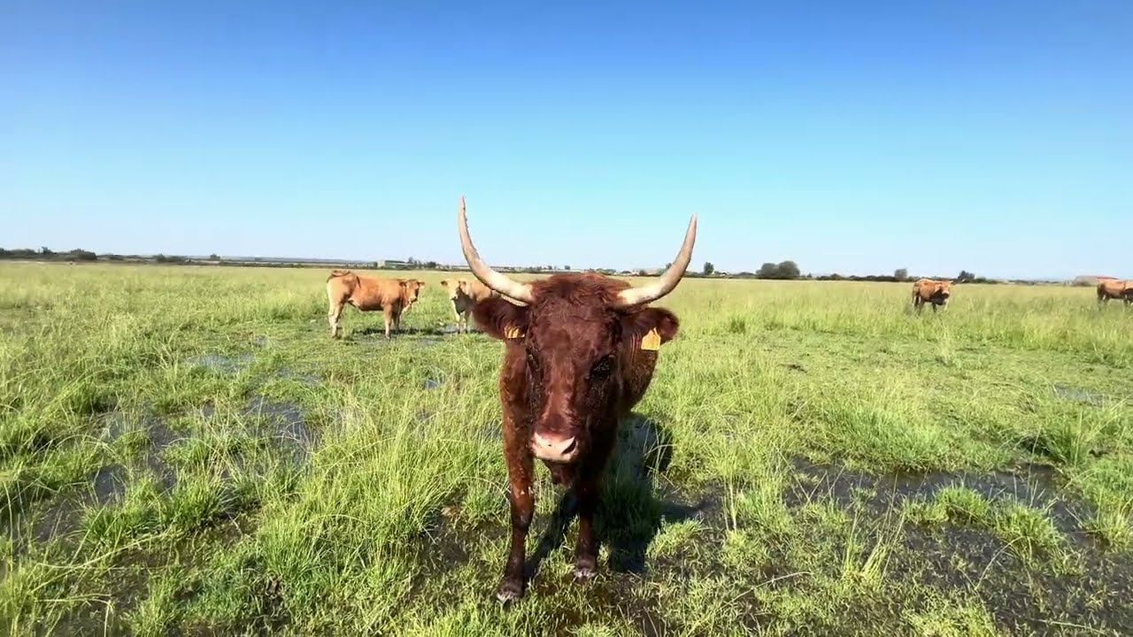 Vacas en el regadío están tranquilas esperando el día hoy 42 a la sombra