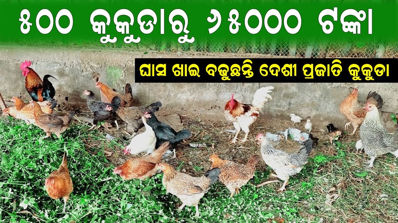 ୫୦୦ କୁକୁଡ଼ାରୁ ପାଉଛନ୍ତି ୬୫ ହଜାର ଟଙ୍କା ଲାଭ || Earns sixty five thousand from five hundred birds.
