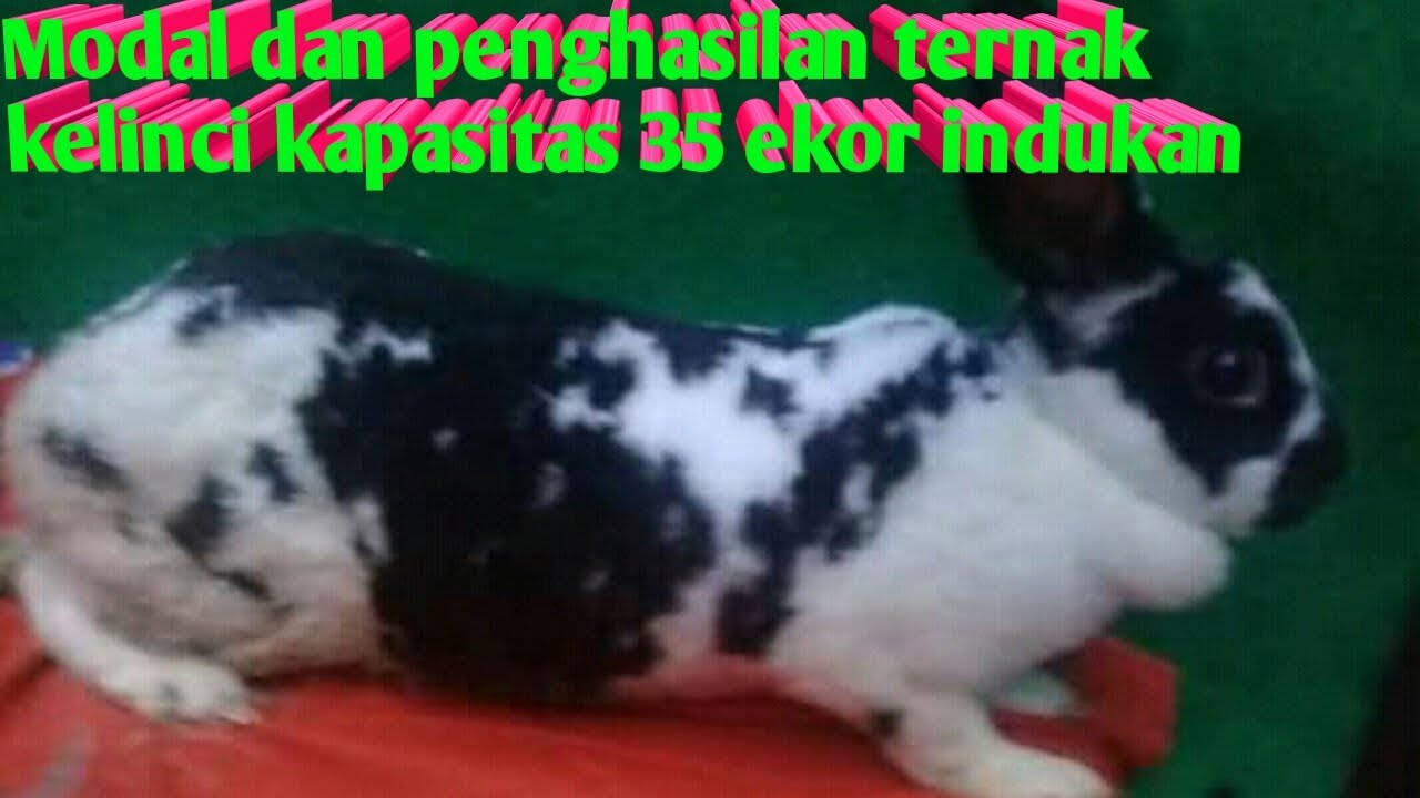Modal dan penghasilan ternak kelinci 40 ekor indukan