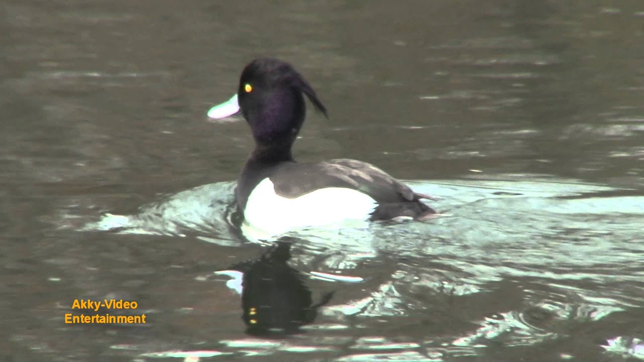 Reiherente - Fuligule morillon - Tufted Duck