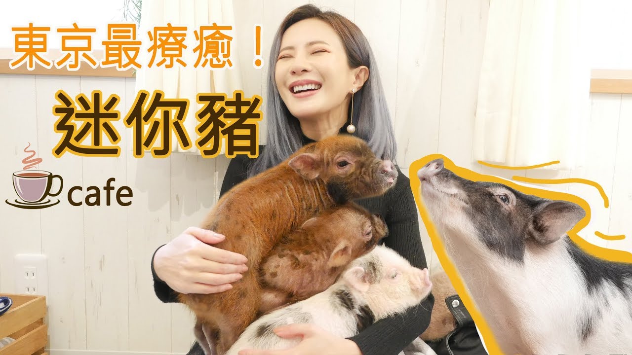 東京神療癒！迷你豬來坐檯～｜mipig cafe