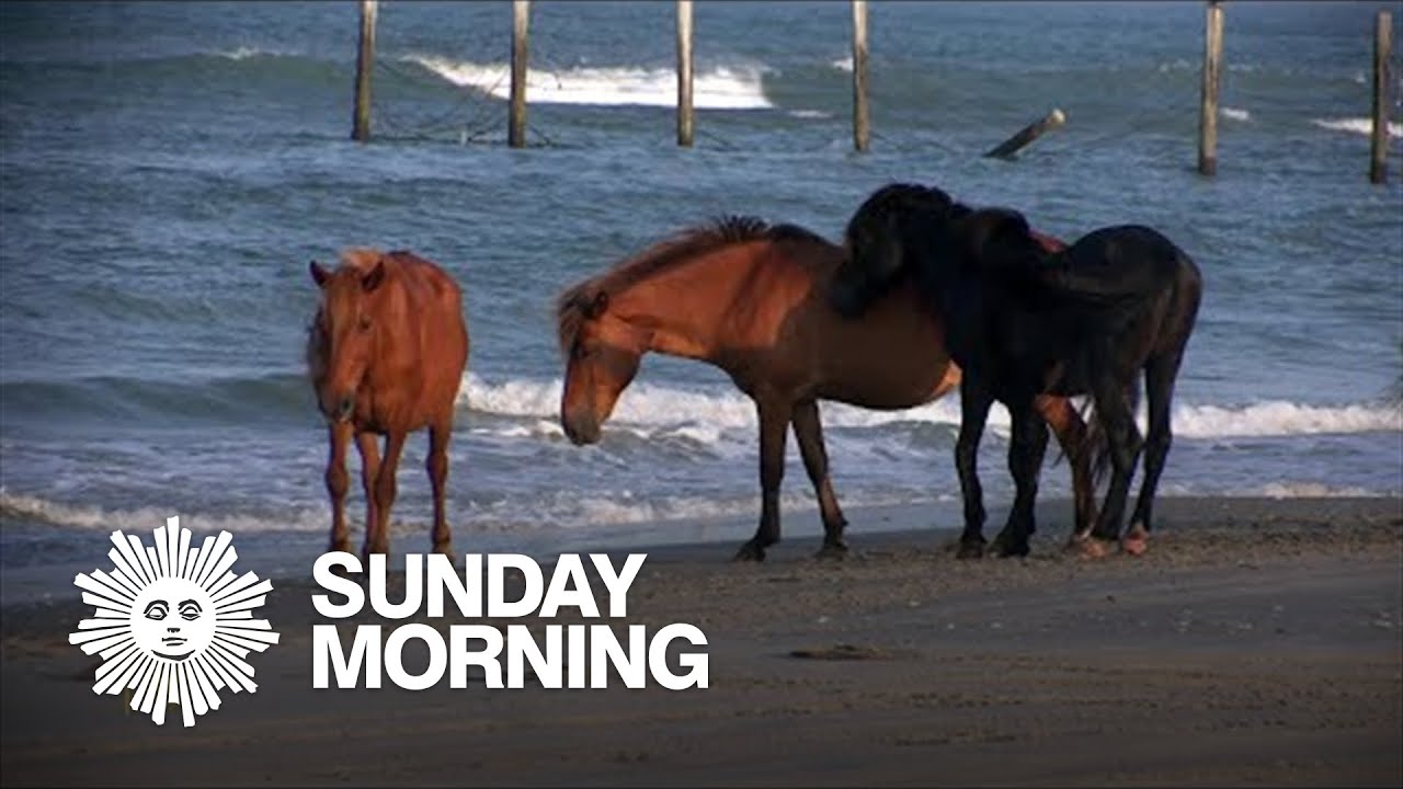 Nature: Horses on the Outer Banks