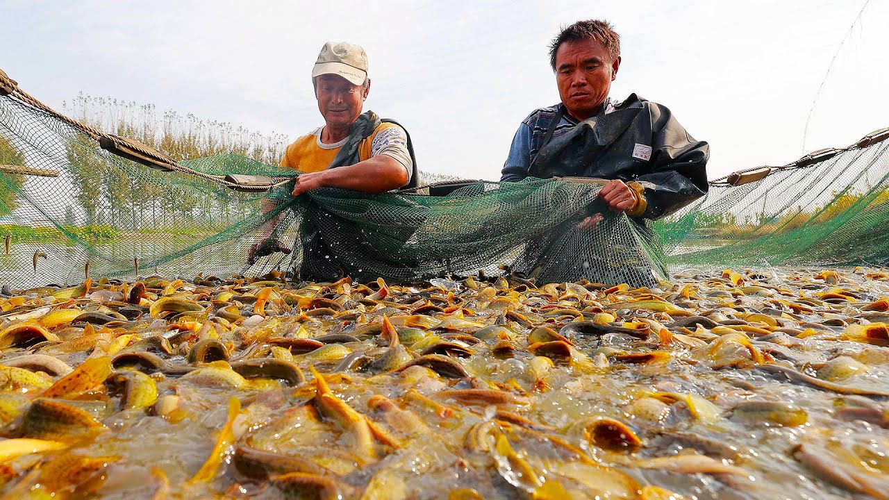 探秘泥鳅的养殖工厂，到底是越大越贵还是越小越好？带你一口气看完更多的养殖工厂