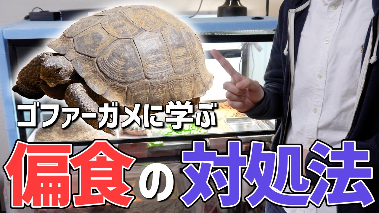 リクガメの偏食・拒食の原因と対処法