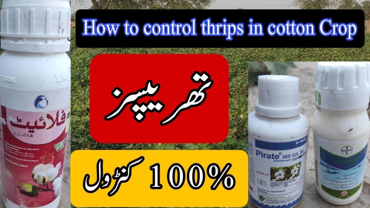 How to control thrips in cotton Crop || Hum kissan hamara pakistan