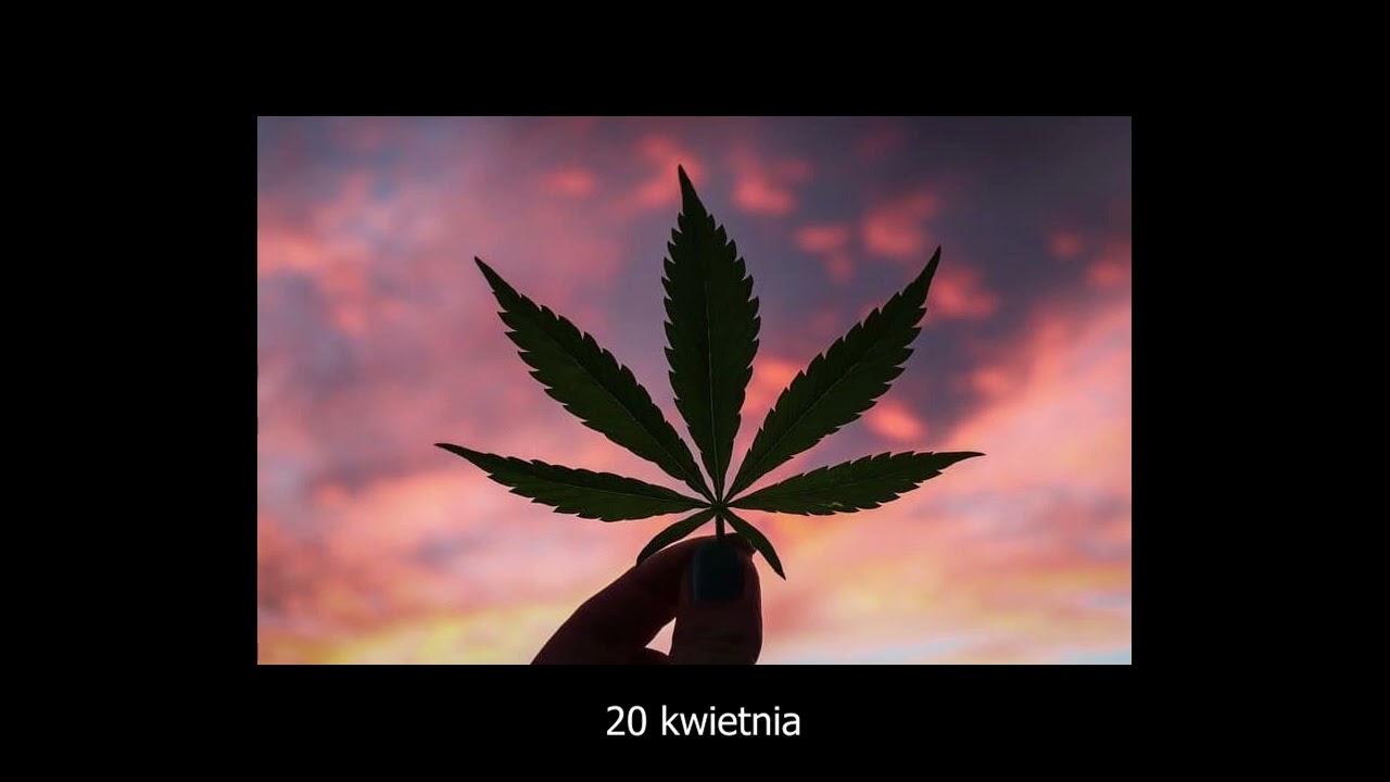 elo420 - mam to