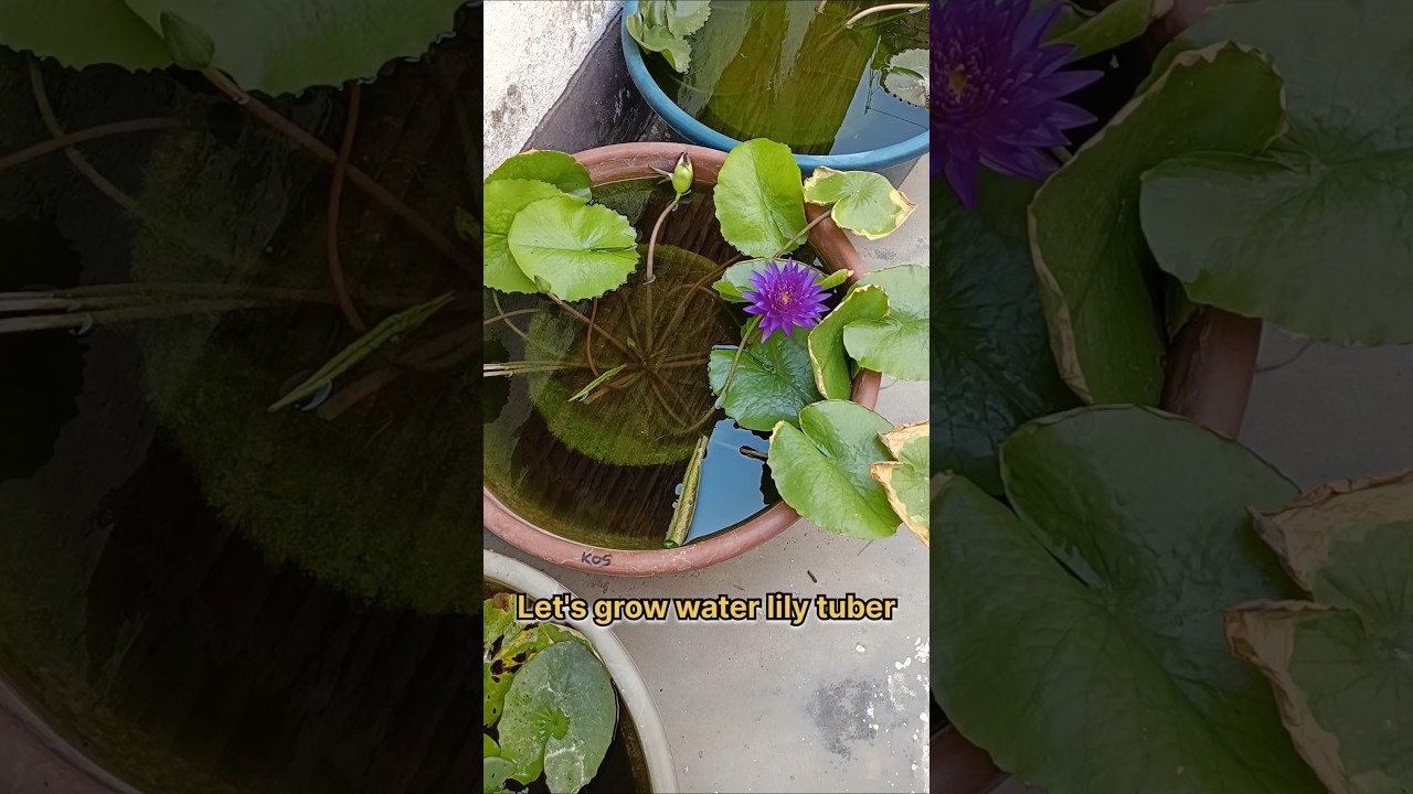How To Grow Water Lily Bulb At Home. #waterlily #waterlilybulb
