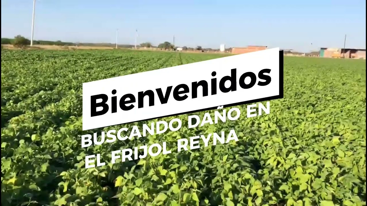 DAÑO DE SALIVAZO EN FRIJOL REYNA