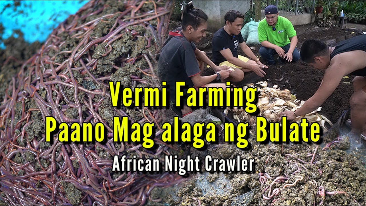 Vermi Farming - Paano Mag alaga ng Bulate, African Night Crawler