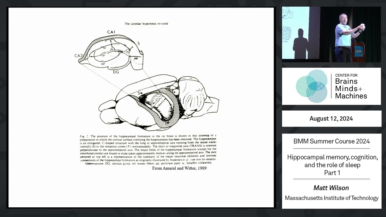 Hippocampal memory, cognition, and the role of sleep - part 1