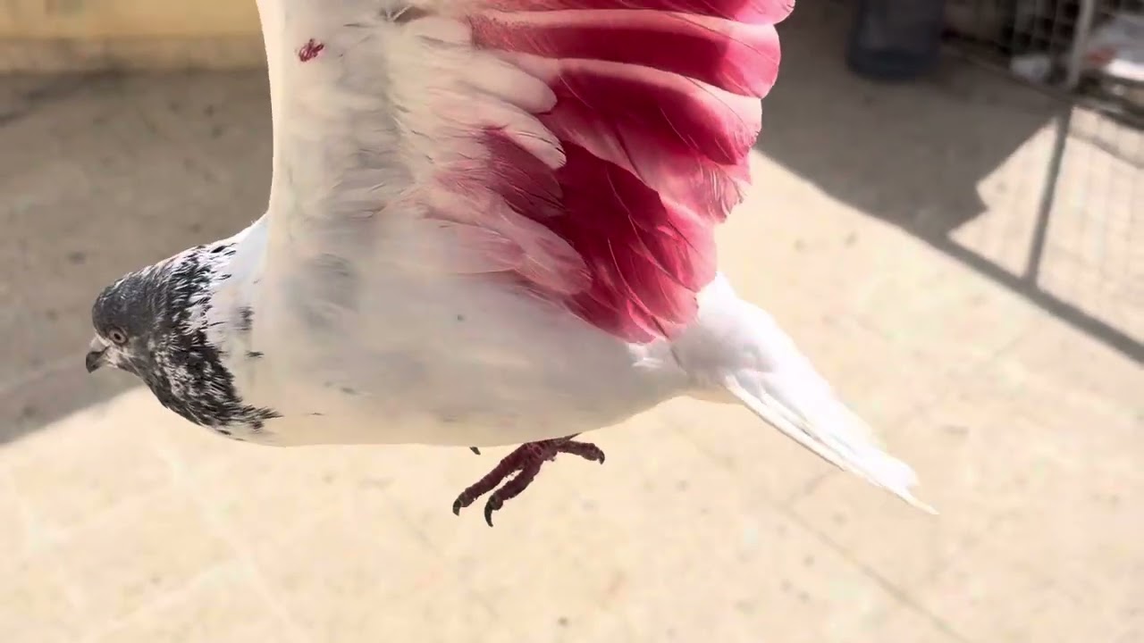 تلوين الحمام ❤️🧡🕊️🪶