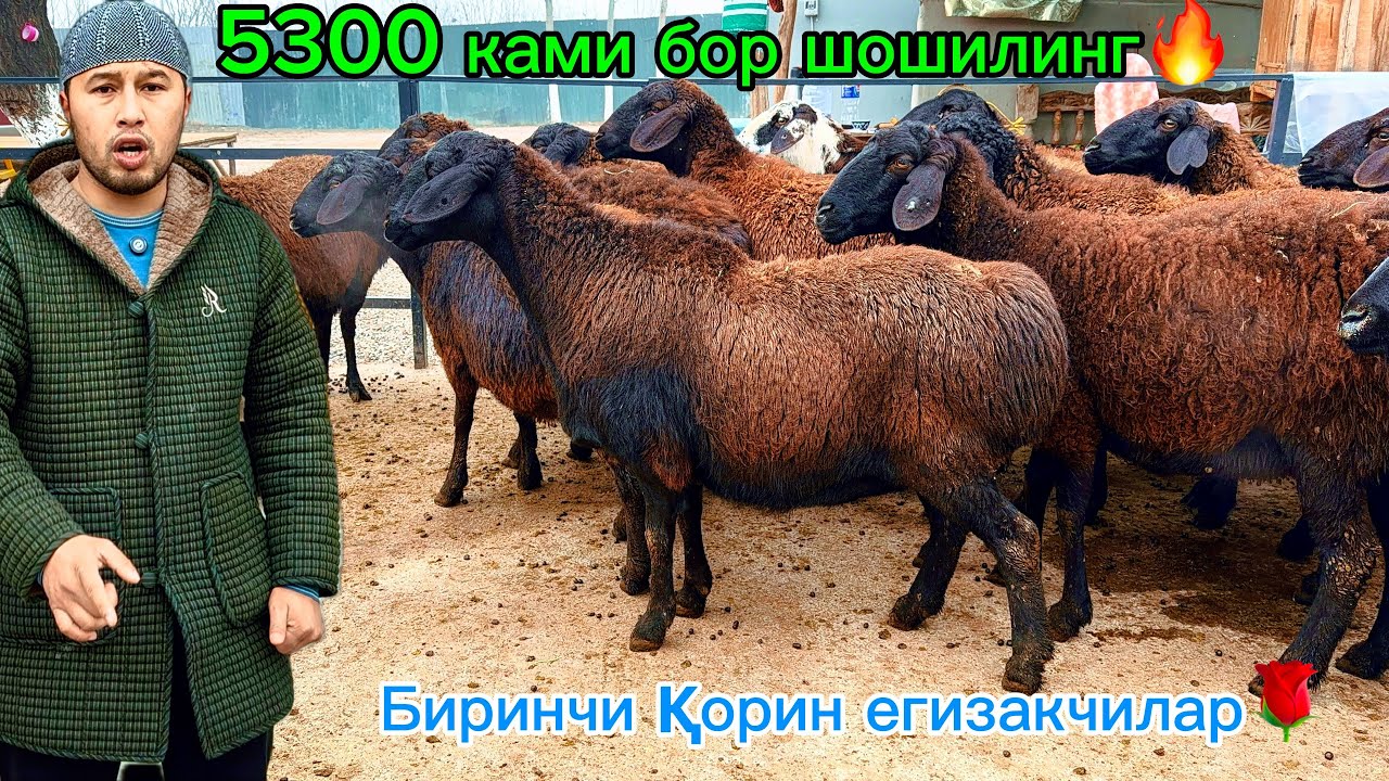 Йош бўғоз қўйлар🔥Бегзодбек қўй фермасида 500 дан арзон