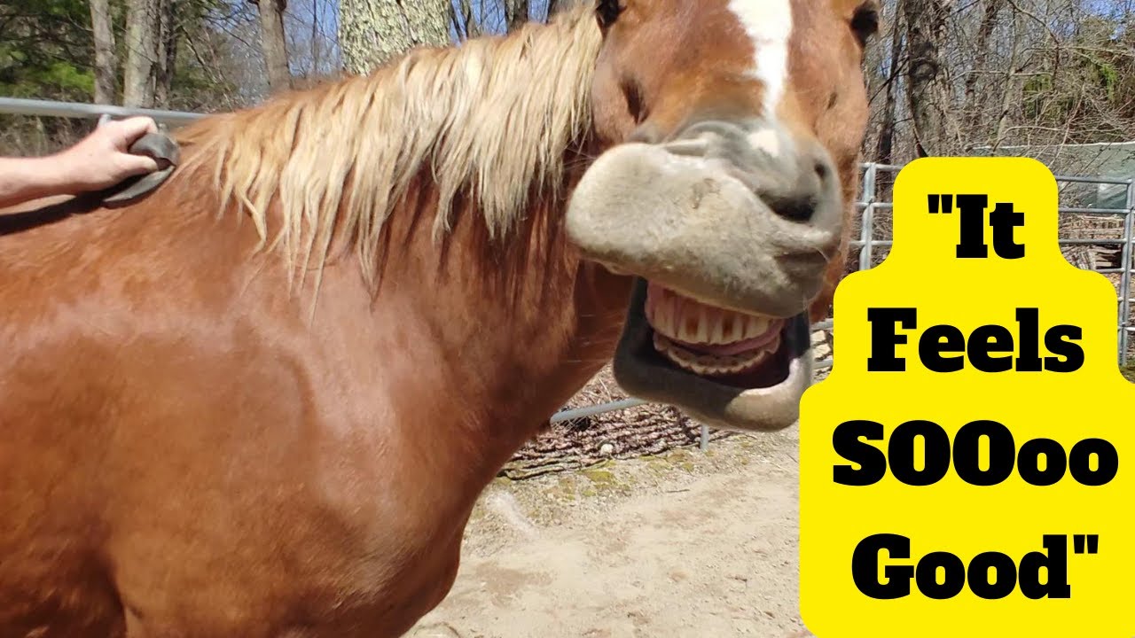 Horse Shedding Winter Coat