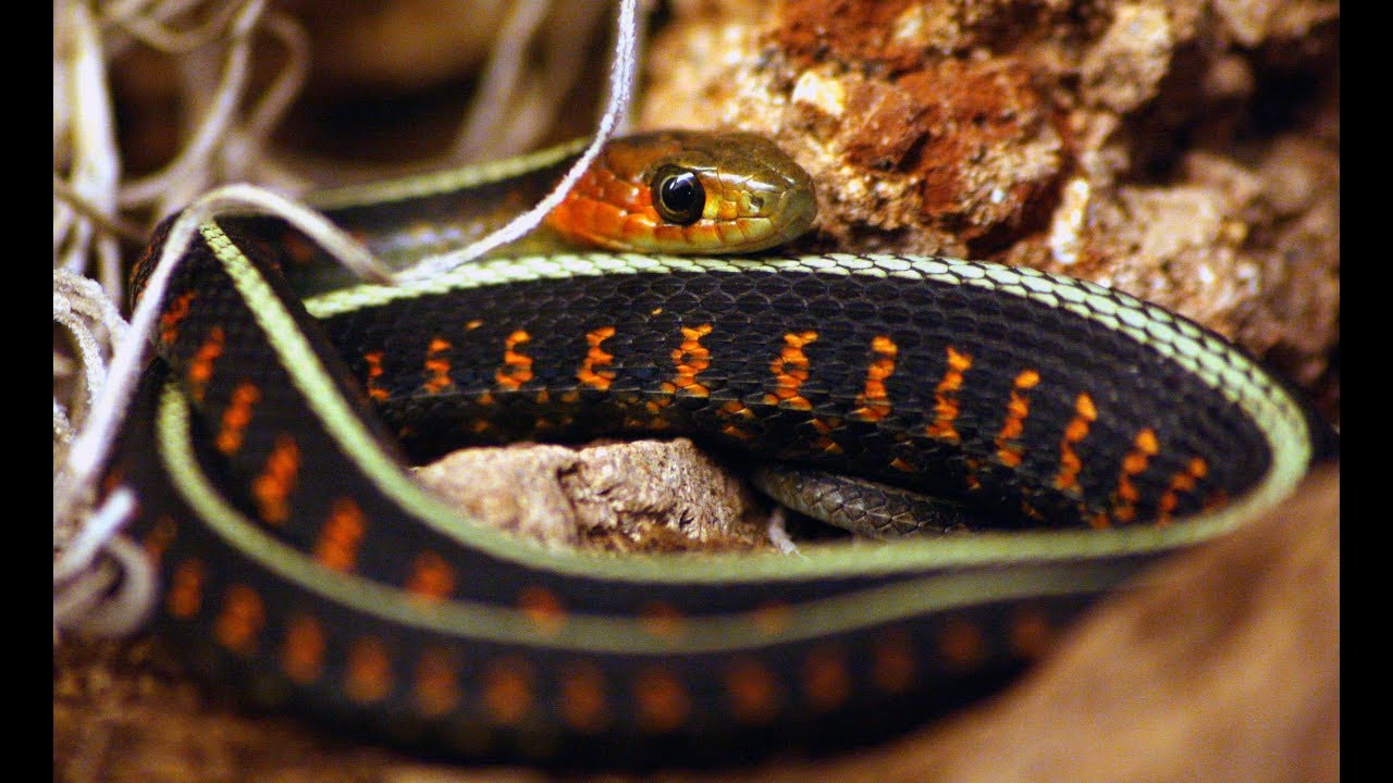 Thamnophis sirtalis concinnus
