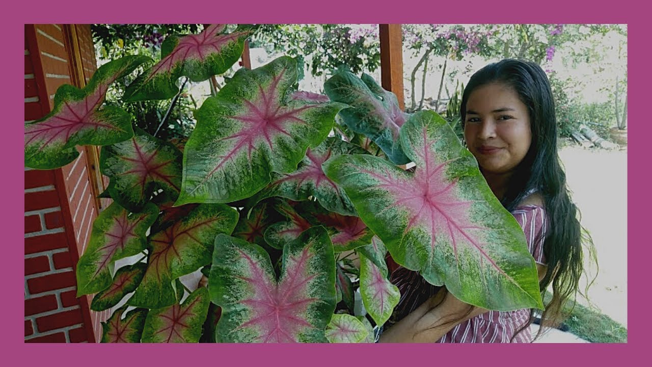 Así Cuido Mis Caladium bicolor,  Corazón Jesus, Paleta de Pintor, caladio  #jardineria