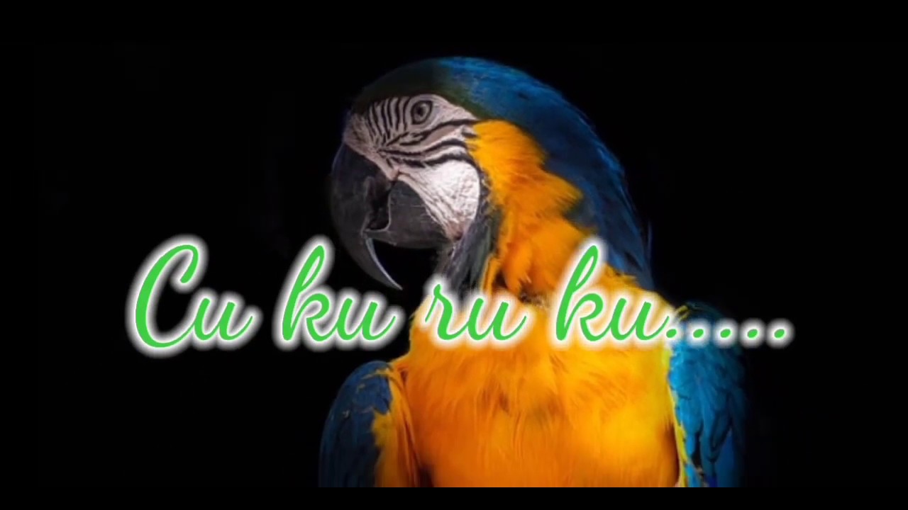 Konkani song 2020| Cu ku ru cu with lyrics