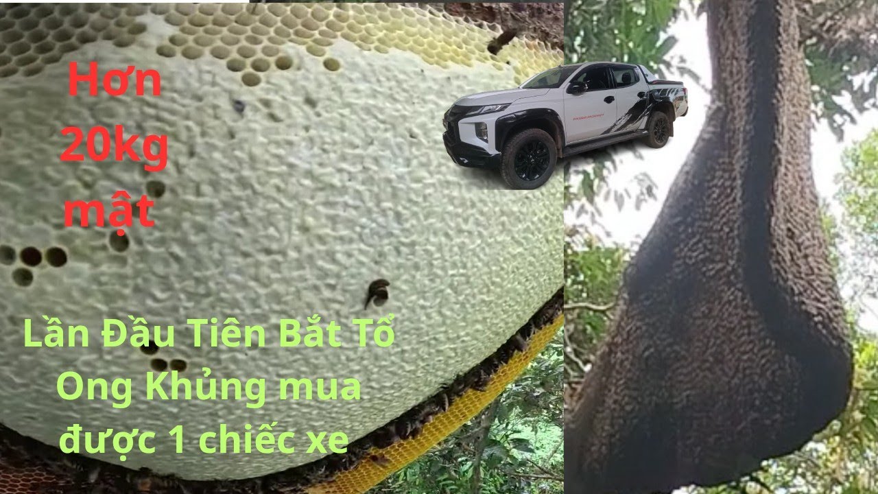 Lần Đầu Tiên Gỡ Tổ Ong Khổng Lồ Tiền Mua Được Chiếc Xe