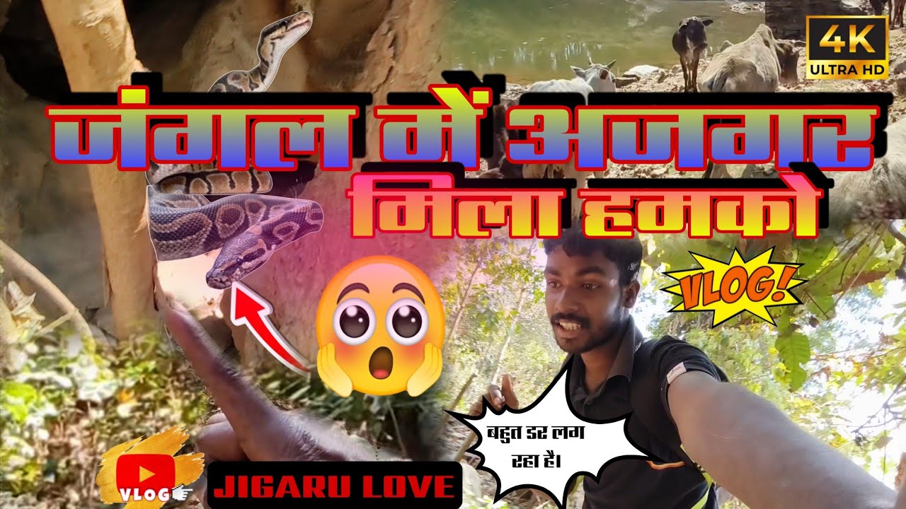 जंगल में अजगर 🐍🌲मिला हमको।। Vlog video #jigarulove 