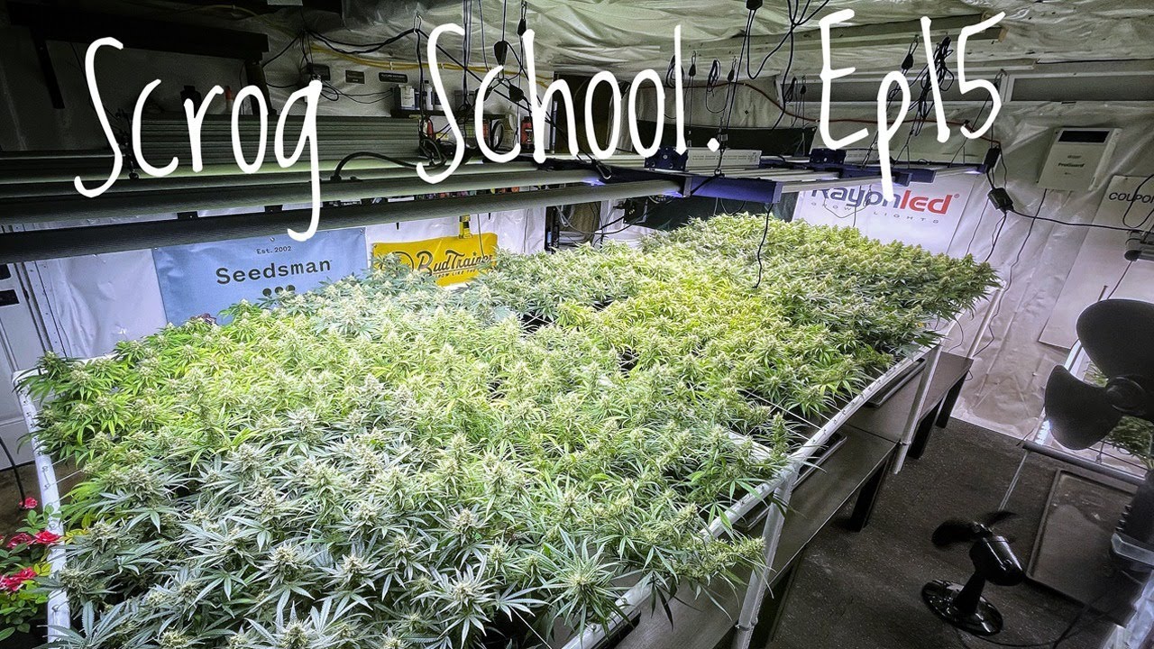 Ep 15 - SCROG SCHOOL